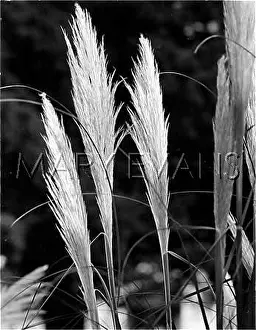 Pampas: PAMPAS GRASS