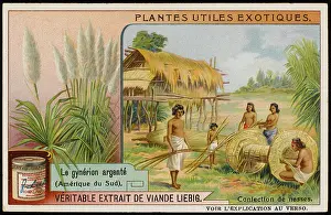 Extensively: PAMPAS GRASS CULTIVATE