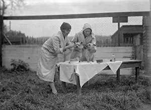 Pampered: PAMPERED PETS