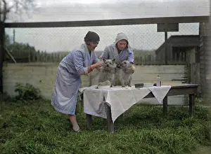 Pampered: PAMPERED PETS