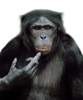 Chimp: Pan paniscus, pygmy chimpanzee