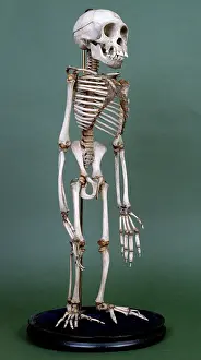Chimp: Pan troglodytes, chimpanzee