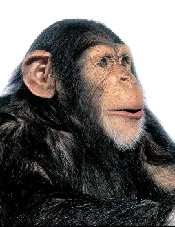 Chimp: Pan troglodytes, chimpanzee