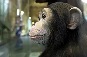 Chimp: Pan troglodytes, chimpanzee
