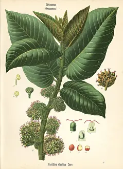 Koehlers: Panama rubber tree, Castilla elastica