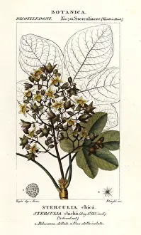 Spinosa: Panama tree or camoruco, Sterculia apetala