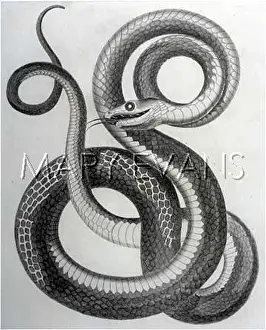Seba: PANAMA VIPER/SEBA/1802