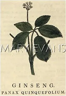 Panax: PANAX GINSENG