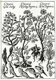 Panax: Panax Ginseng or Japanese ginseng
