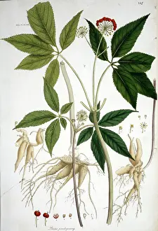 Apiales: Panax pseudoginseng, tienchi ginseng