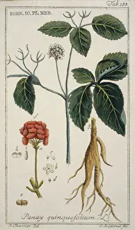 Apiales: Panax quinquefolium, ginseng