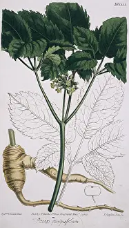 Apiales: Panax quinquefolium, ginseng