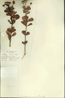 Communis: Pancheria communis