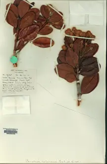 Caledonia: Pancheria rubrivensis