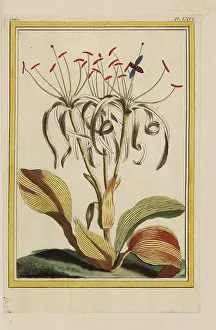 Amaryllis: Pancratium zeylanicum