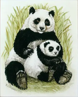 Whitaker: Panda Mother and Baby