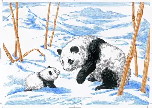 Cecile: Panda and young panda in the snow
