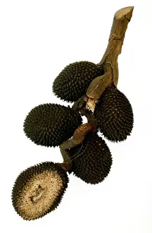 Pandanus: Pandanus atrocarpus, screw pine