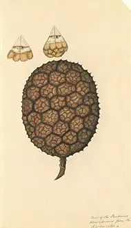 Pandanus: Pandanus odoratissimus, umbrella tree