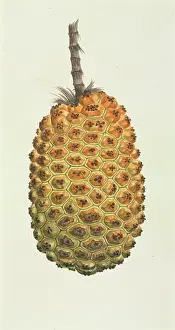 Pandanus: Pandanus sp