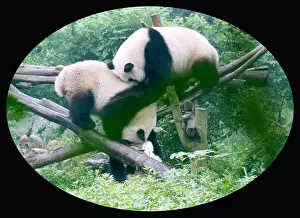 Nicola Swann: PANDAS/CHINA 1999