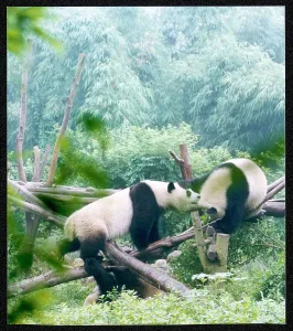 Nicola Swann: PANDAS/CHINA 1999