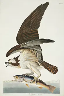 Osprey: Pandion haliaetus, osprey