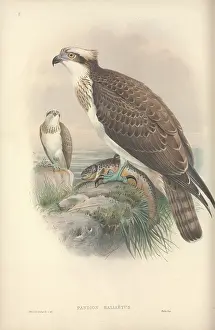Osprey: Pandion haliaetus, osprey