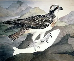 Osprey: Pandion haliaetus, osprey