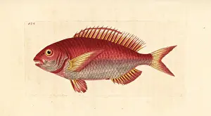 Sparus: Pandora fish, Pagellus erythrinus