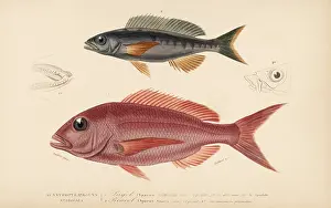 Dorbigny: Pandora fish and picarel