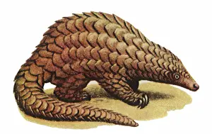 Pangolin: Pangolin