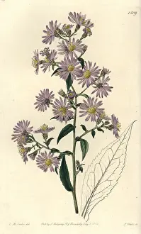 Pallid: Panicled aster, Symphyotrichum lanceolatum