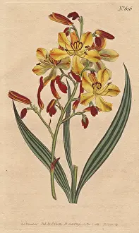 Paniculata: Panicled wachendorfia with vivid crimson and