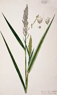Fleming: Panicum frumentaceum, barnyard grass