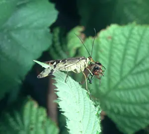 Scorpionfly: Panorpa communis, scorpion fly