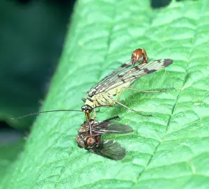 Scorpionfly: Panorpa communis, scorpion fly