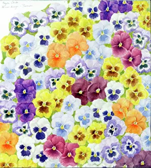 Pansy: Pansies