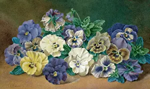 Collier: Pansies