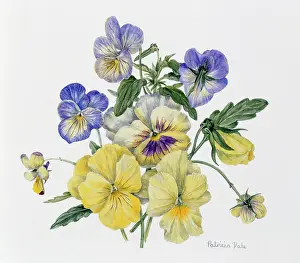 Pansy: Pansies