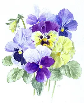 Dawe: Pansies