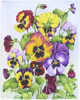 Norma: Pansies