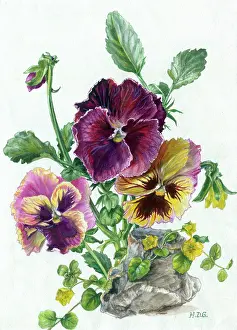Pansies: Pansies