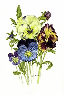 Pansies
