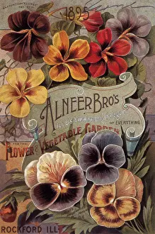 Pansies: Pansies
