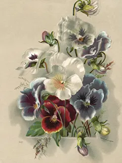Pansies: Pansies