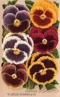 Pansies: Pansies