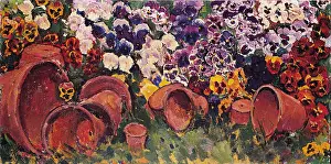 Violas: Pansies with flower pots