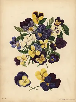 Litho: Pansies, Pensees, or Heart's Ease, Thoughts