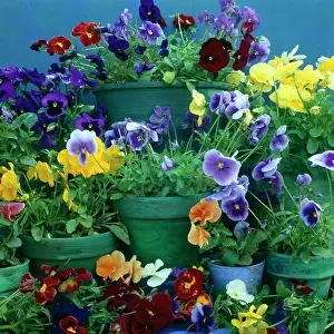 Millar: Pansies in Pots